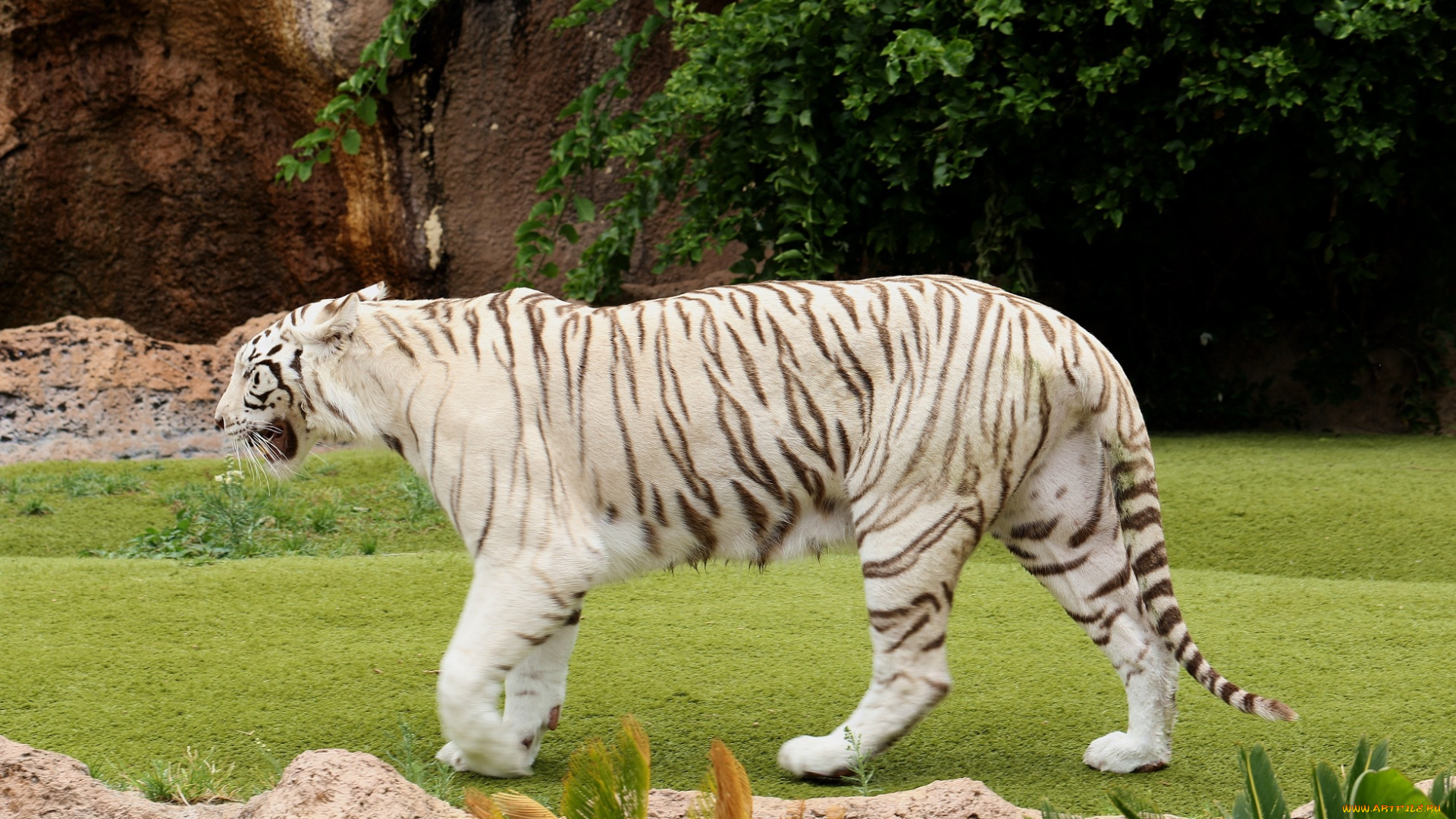 животные, тигры, камни, лужайка, белый, тигр