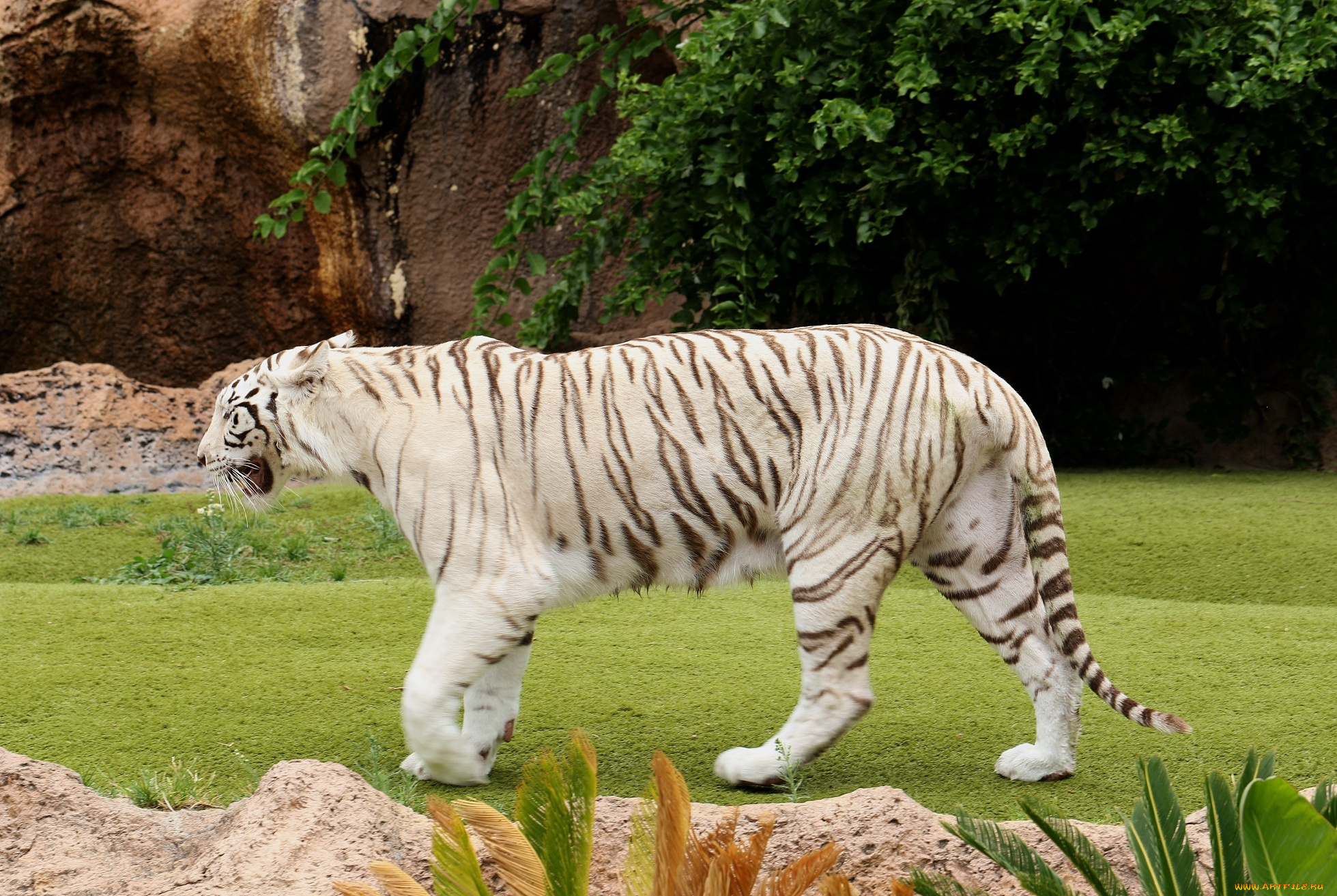 животные, тигры, камни, лужайка, белый, тигр