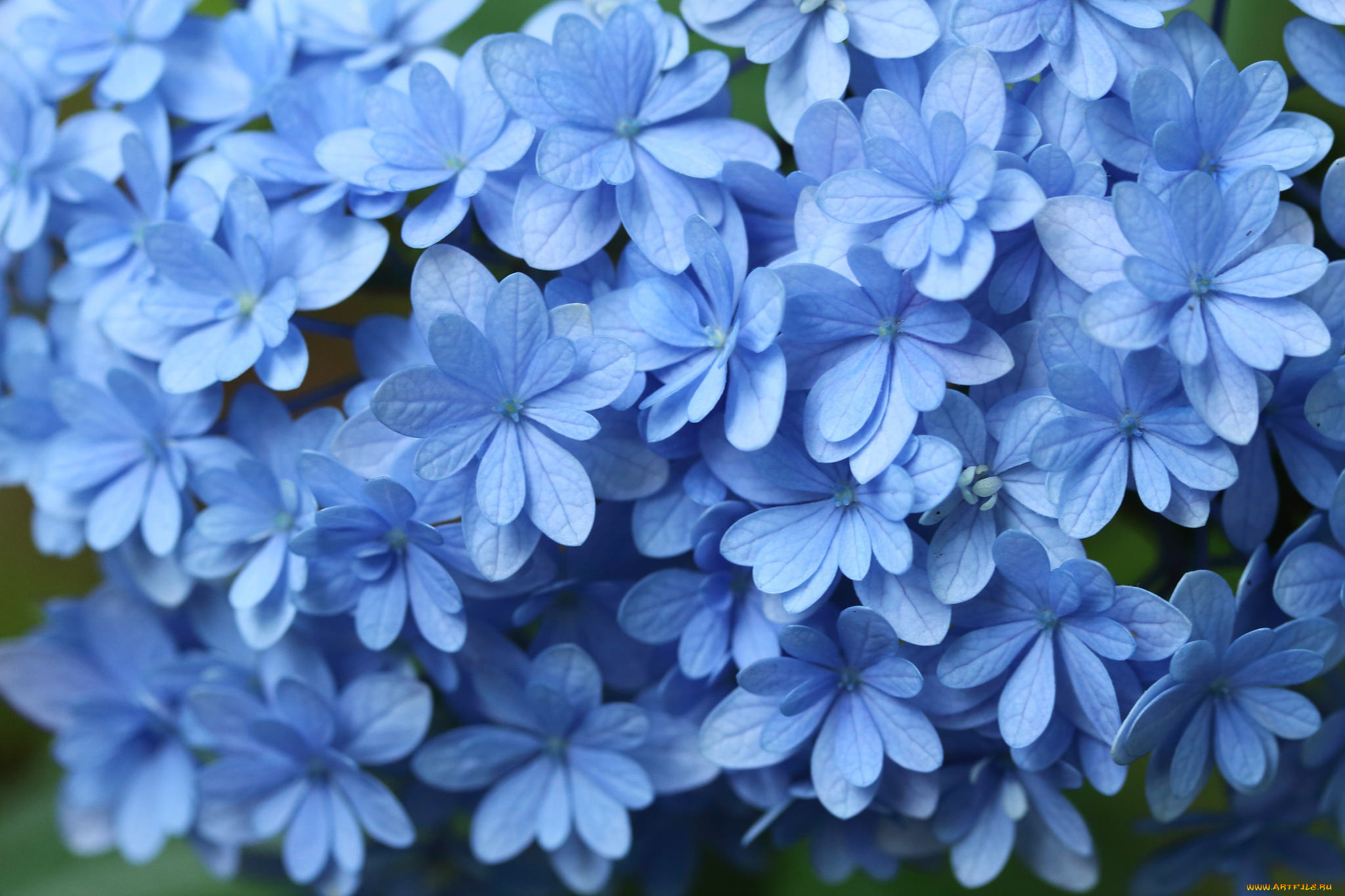 цветы, гортензия, макро, голубой