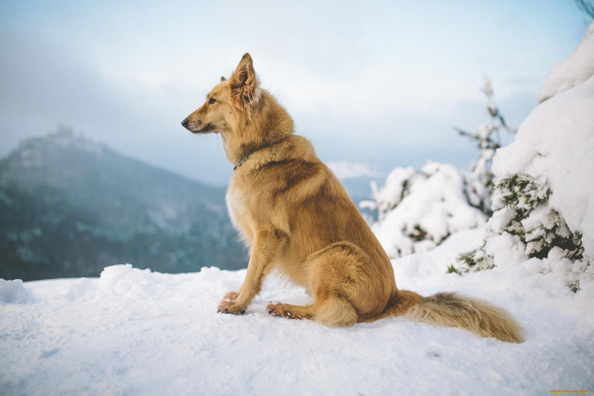 животные, собаки, зима, горы, снег, собака, рыжий, пес