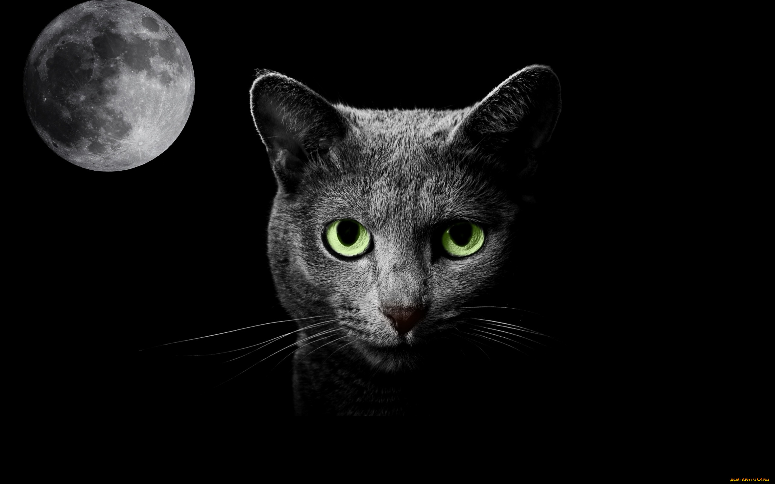 животные, коты, ночь, кошка, луна, фантазия