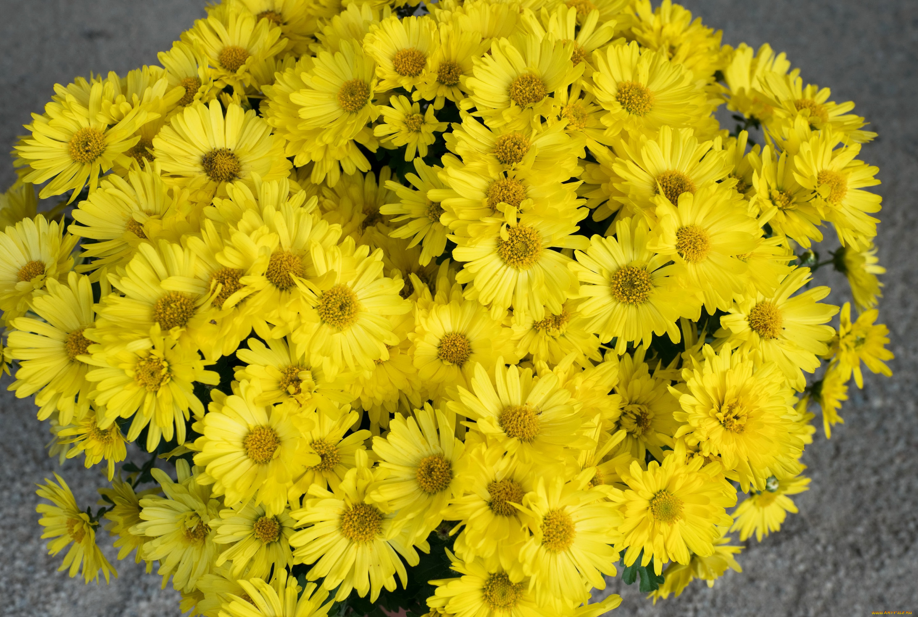 цветы, хризантемы, желтые, букет
