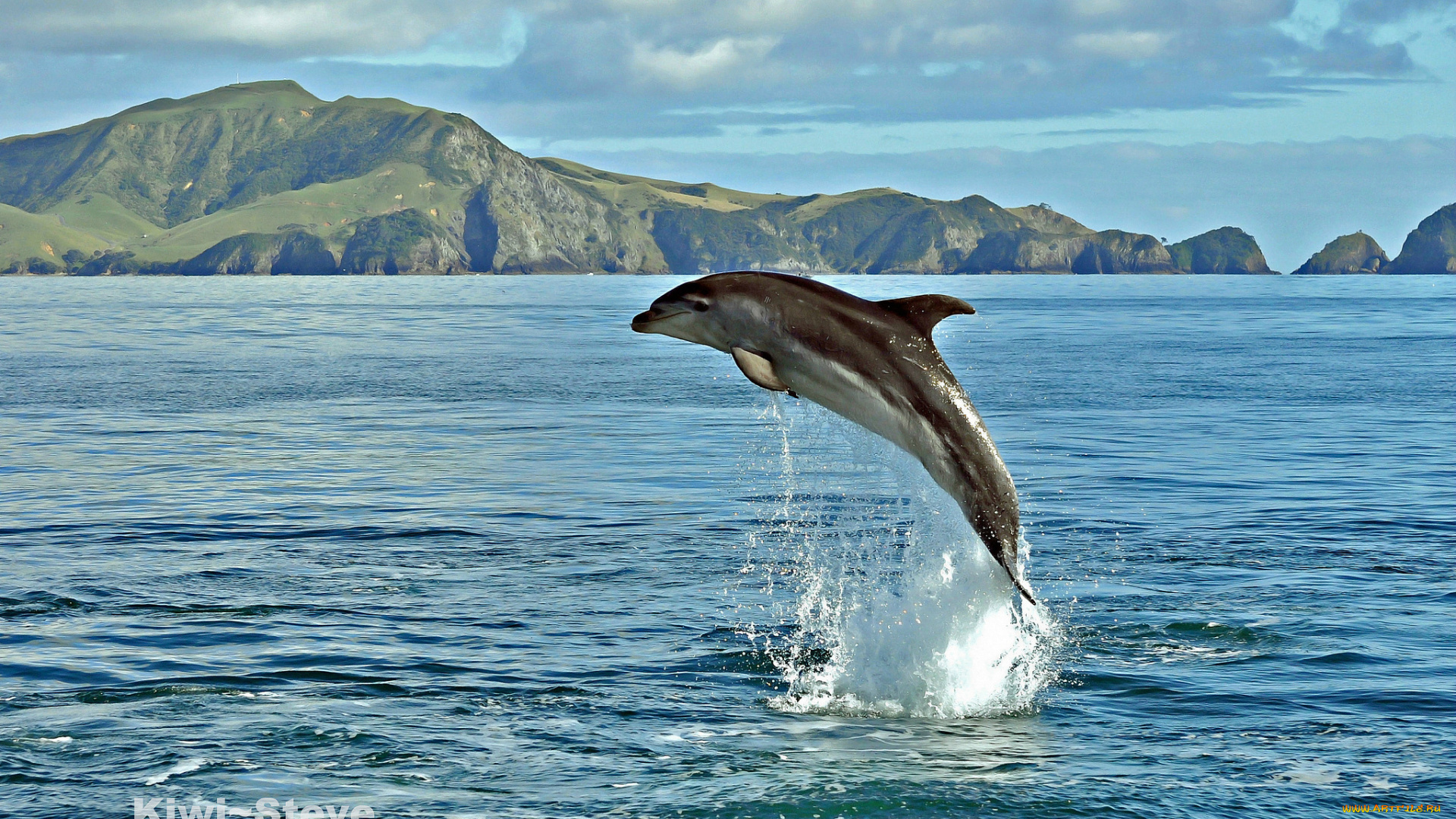 животные, дельфины, дельфин, море, вода, брызги