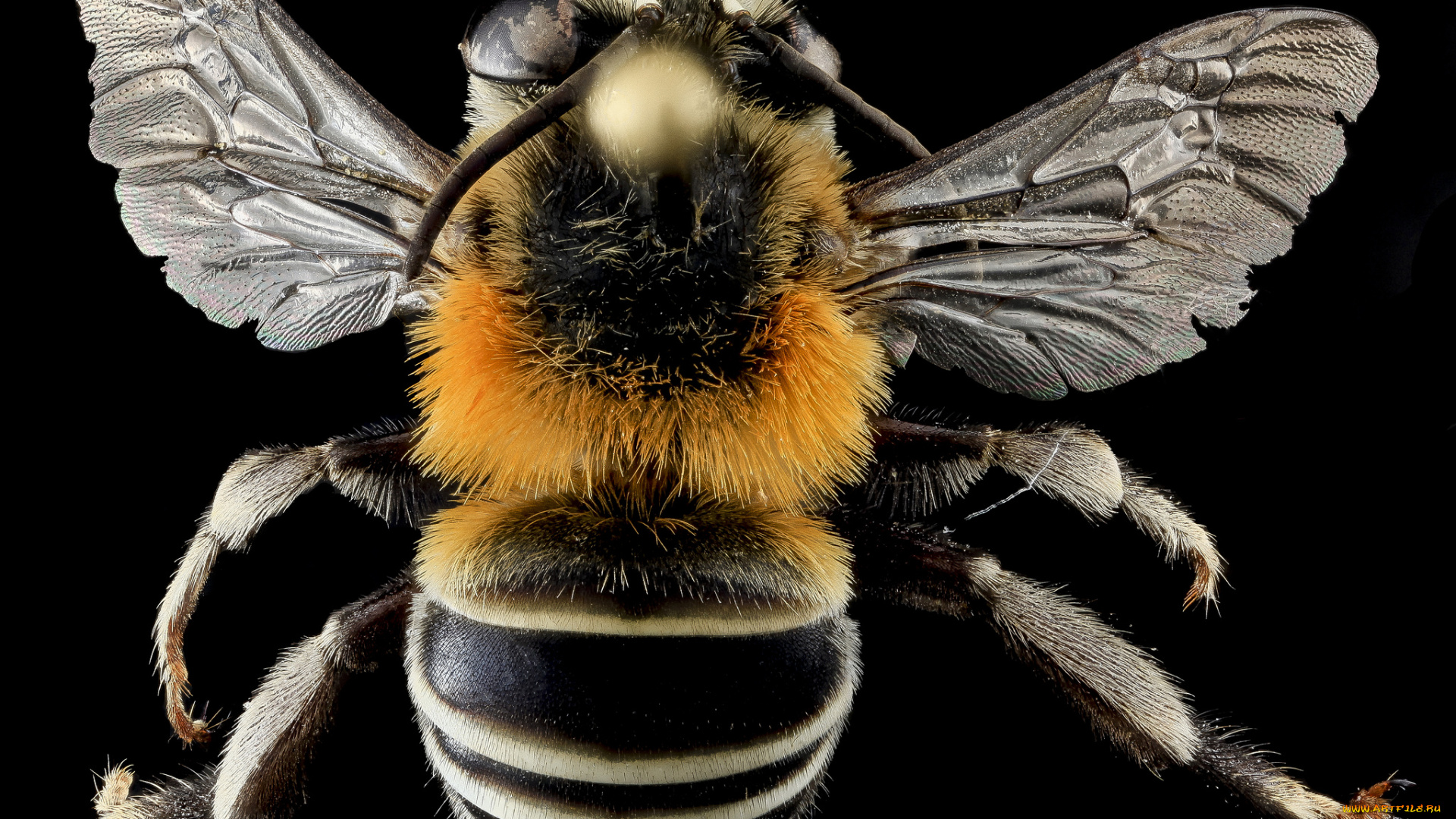 животные, пчелы, , осы, , шмели, насекомое, макросъемка