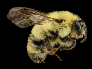 обоя животные, пчелы,  осы,  шмели, насекомое, макросъемка