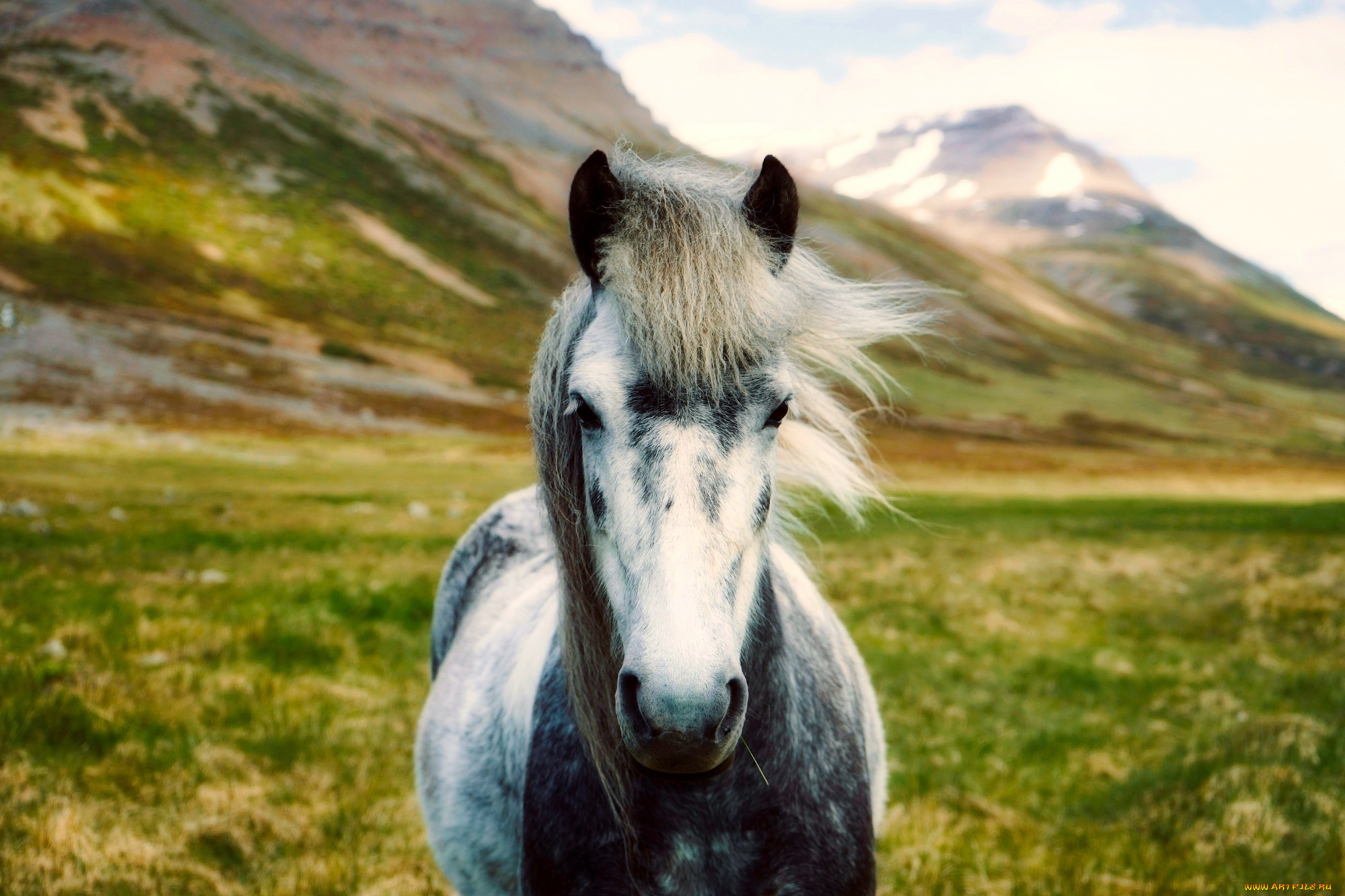 животные, лошади, горы, боке, исландия, лошадь, долина, пейзаж