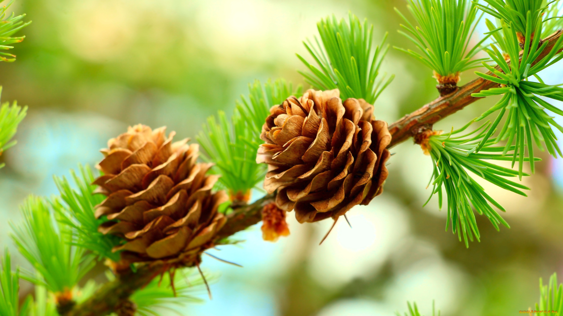 природа, шишки, , жёлуди, , каштаны, forest, tree, cones, pine