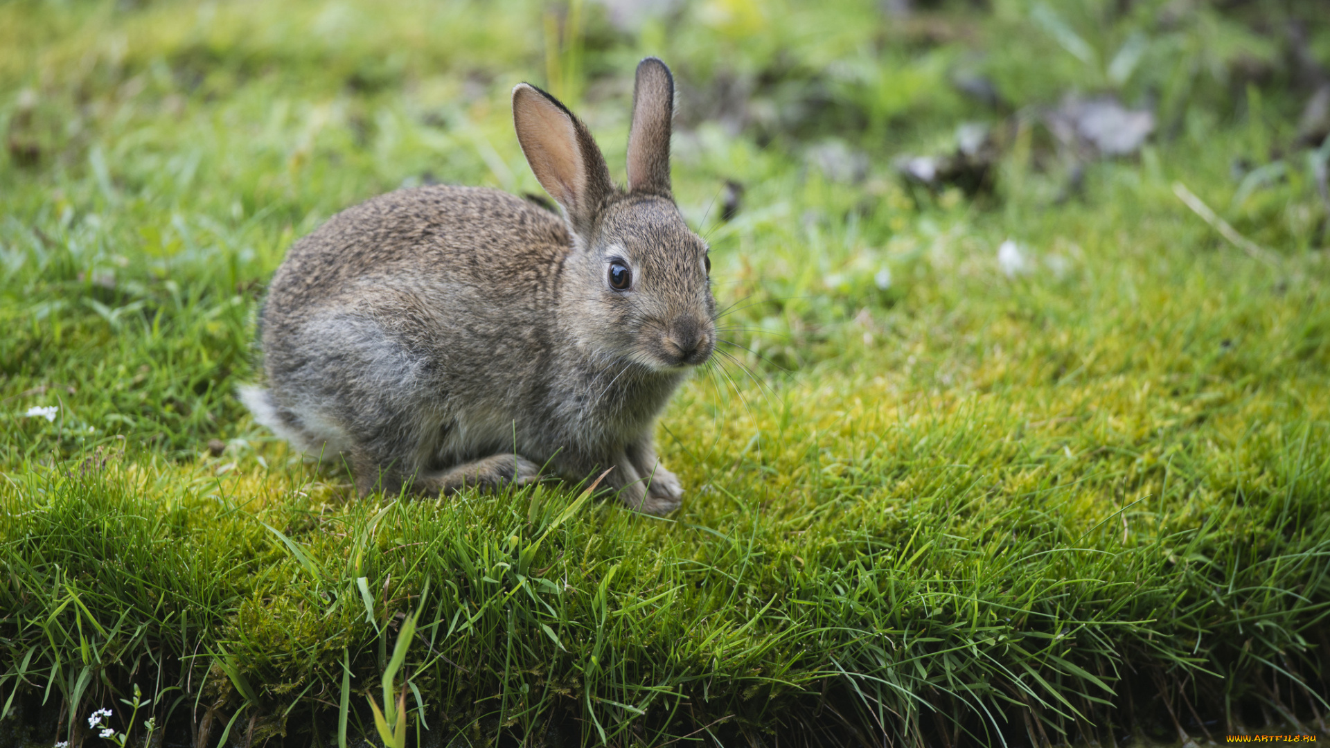 животные, кролики, зайцы, трава, зелень, заяц