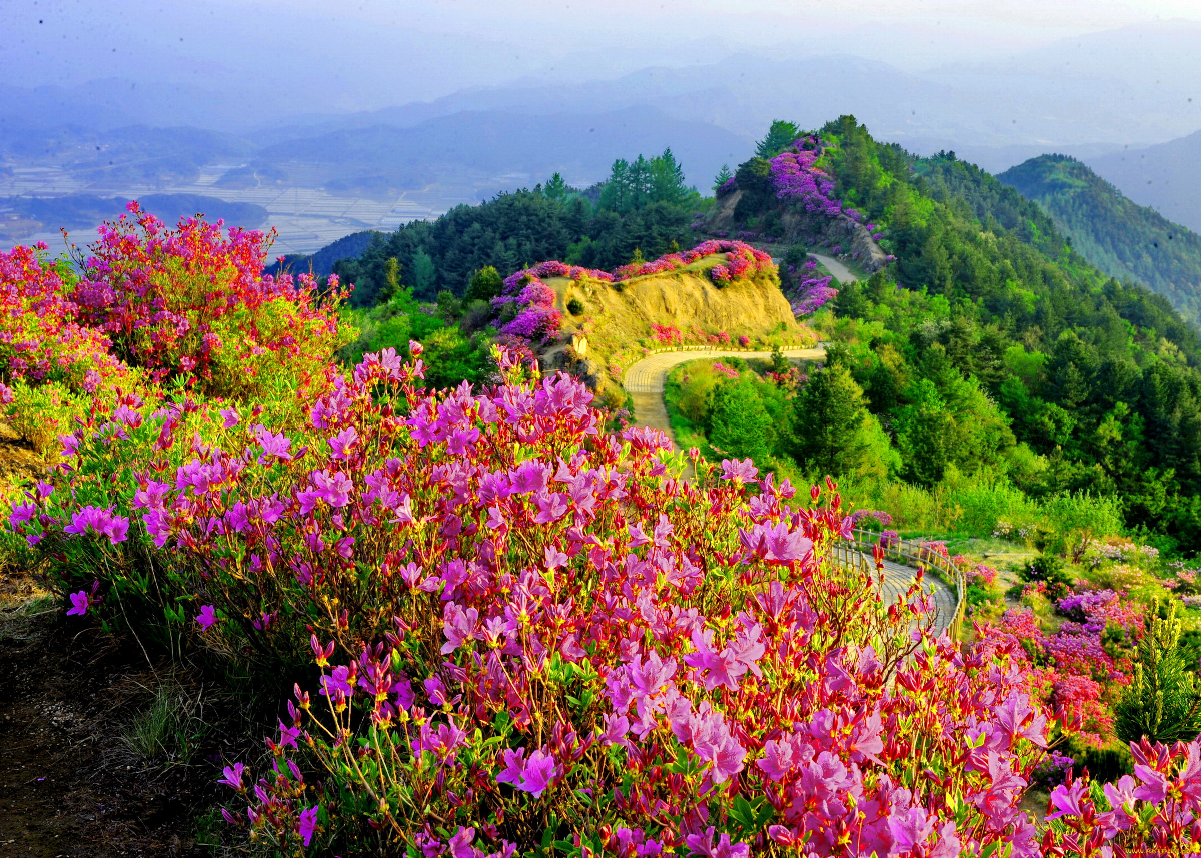 beautiful, mountain, view, природа, луга, дорога, горы, леса, цветы