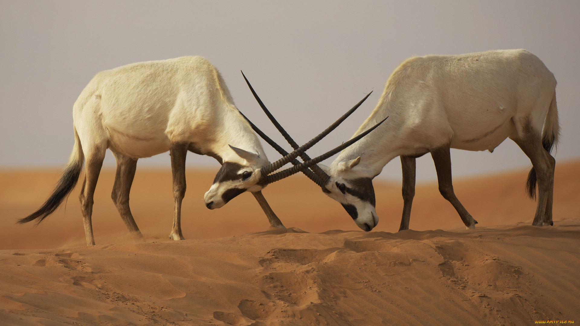 животные, антилопы, аравийские, ориксы, пустыня, пески, противостояние, схватка, битва, бой, oryx, leucoryx