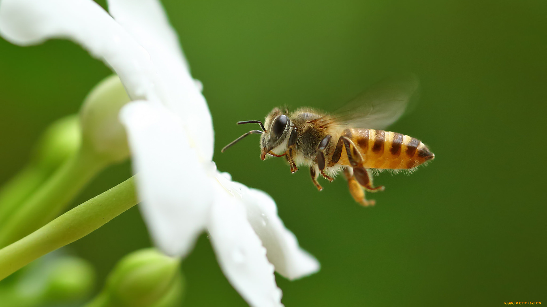 животные, пчелы, , осы, , шмели, пчела, цветок, макро, фон