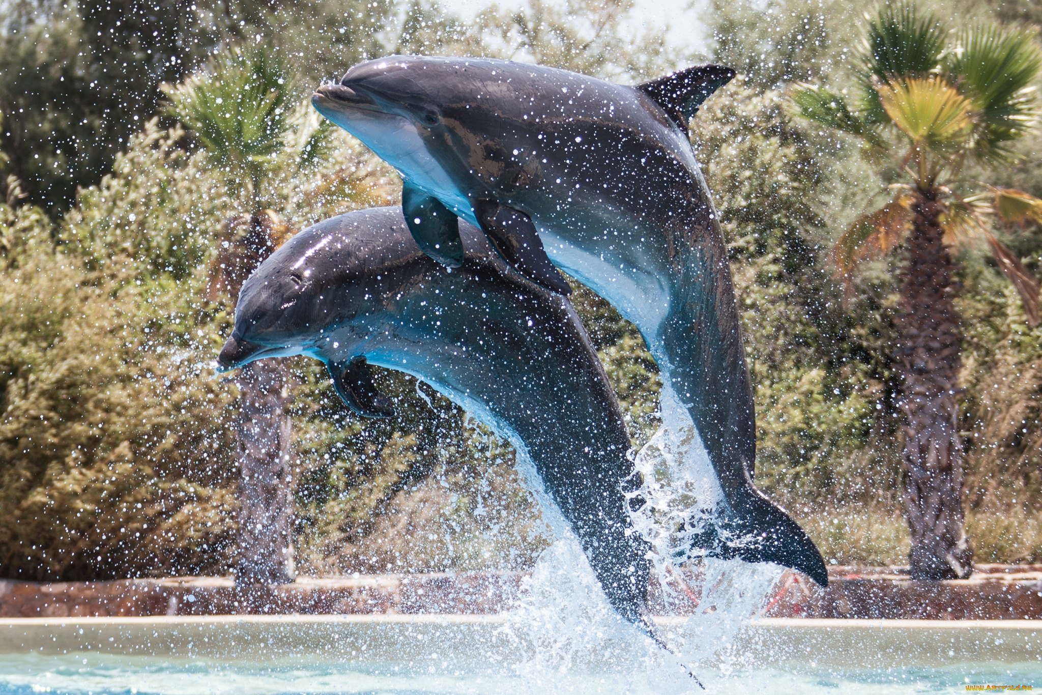 животные, дельфины, пара, капли, вода