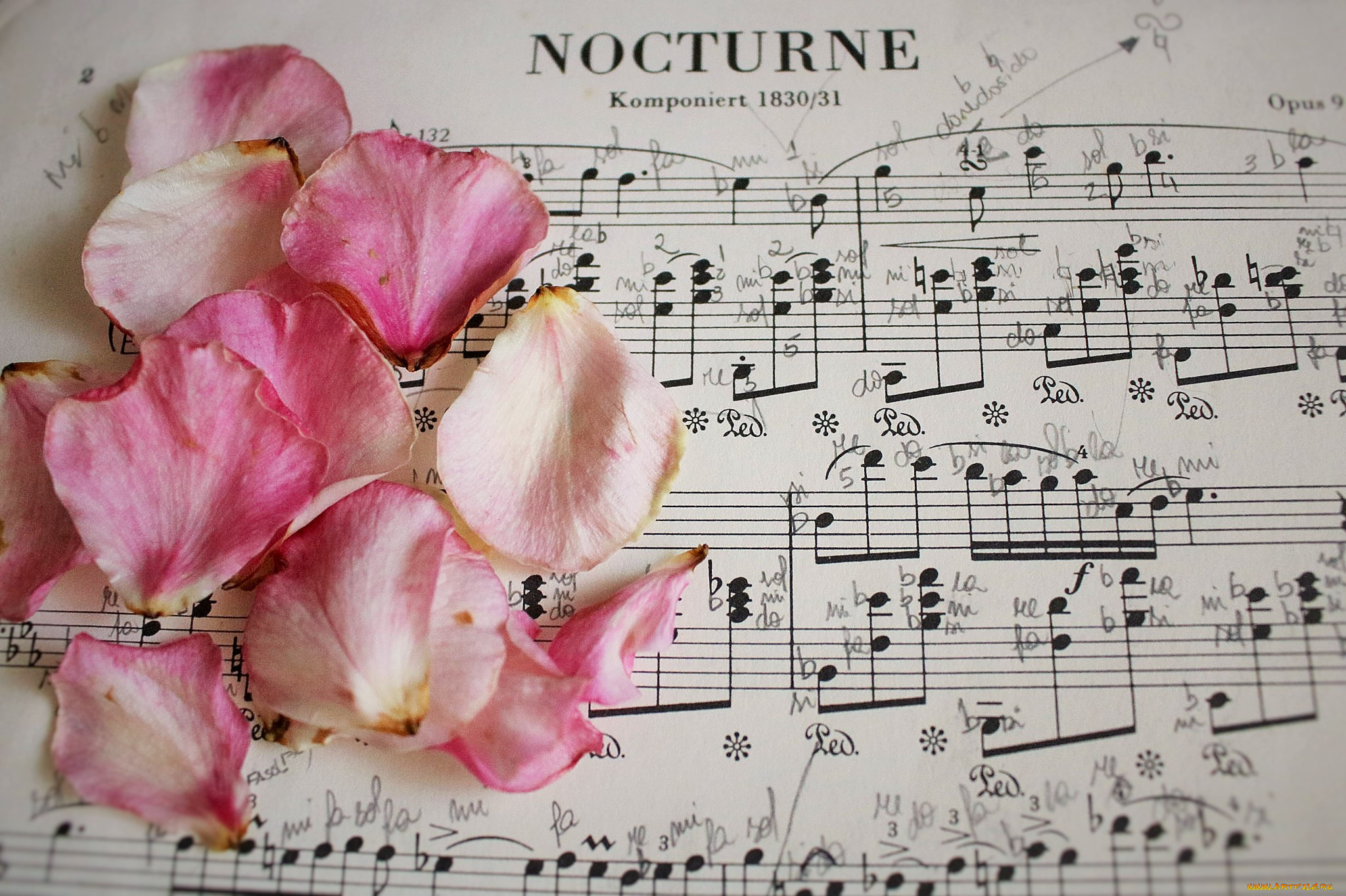 музыка, -другое, лепестки, розы, ноты