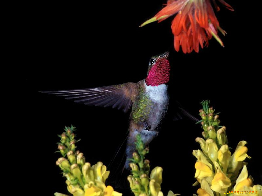 broadtail, hummingbird, животные, колибри