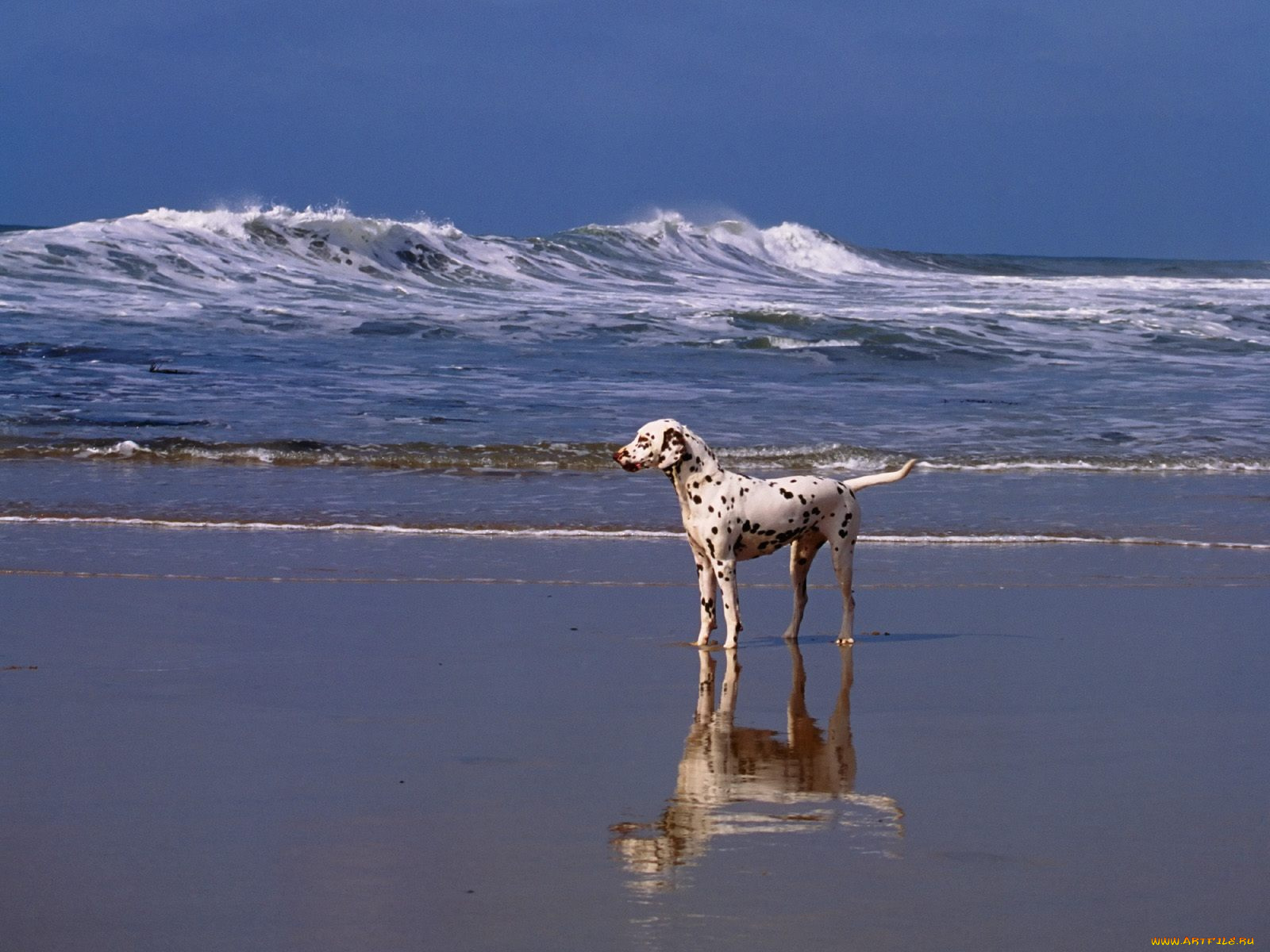 day, at, the, beach, dalmatian, животные, собаки