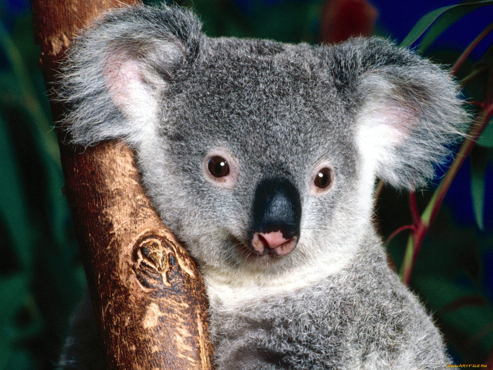 koala, bear, sitting, in, tree, животные, коалы