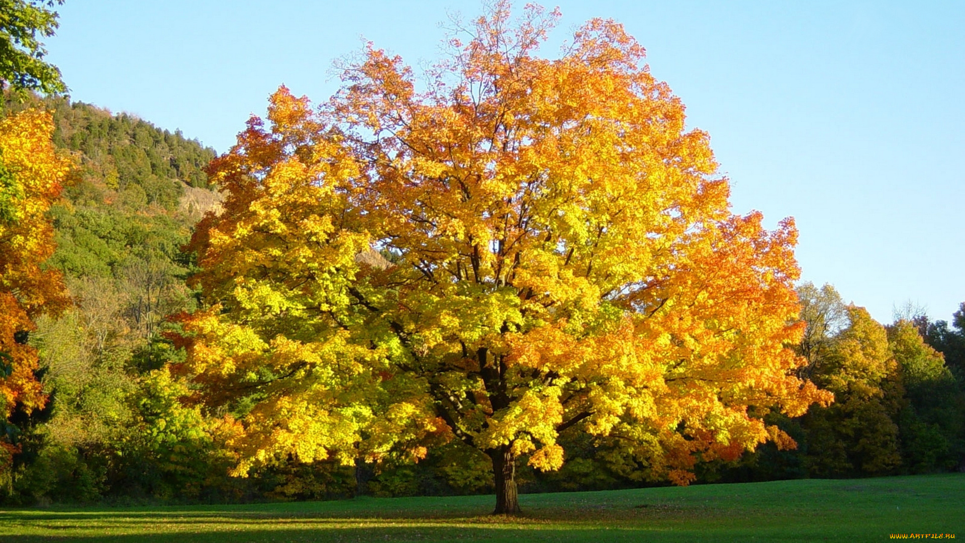 природа, деревья, листья, дерево, осень