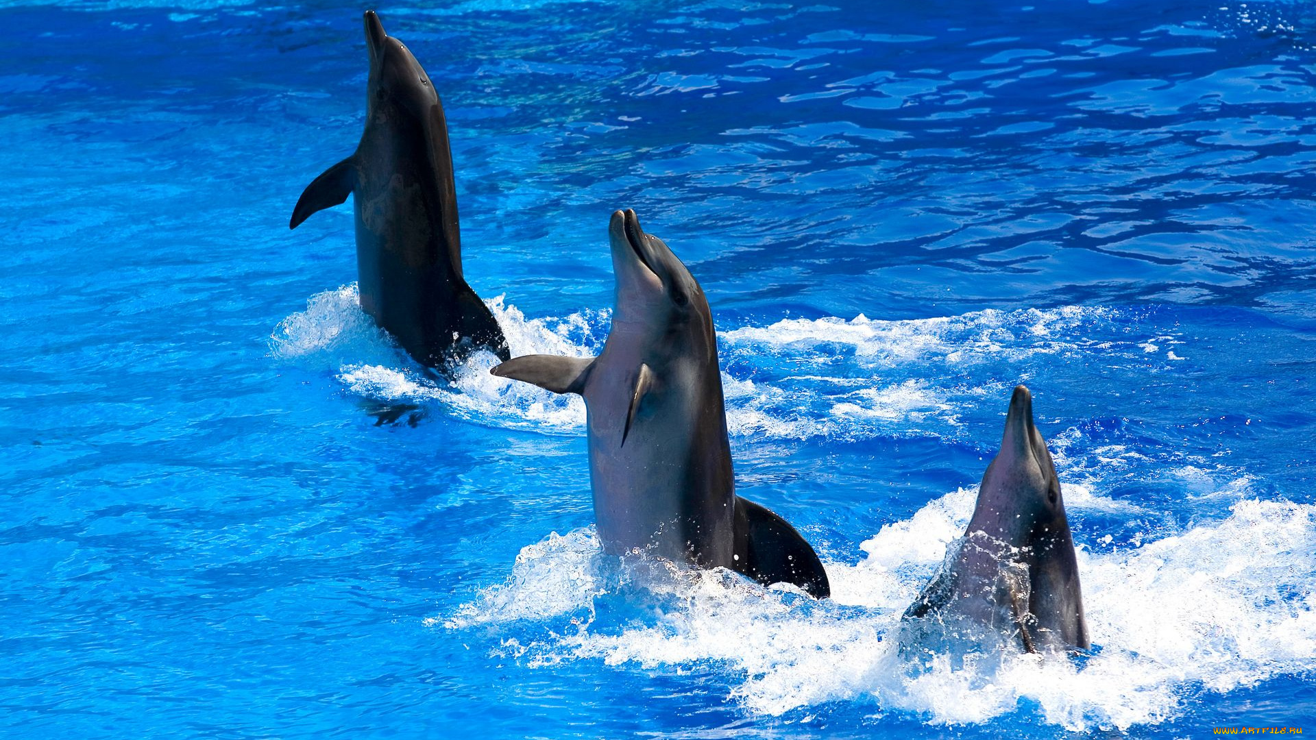 животные, дельфины, дельфинарий