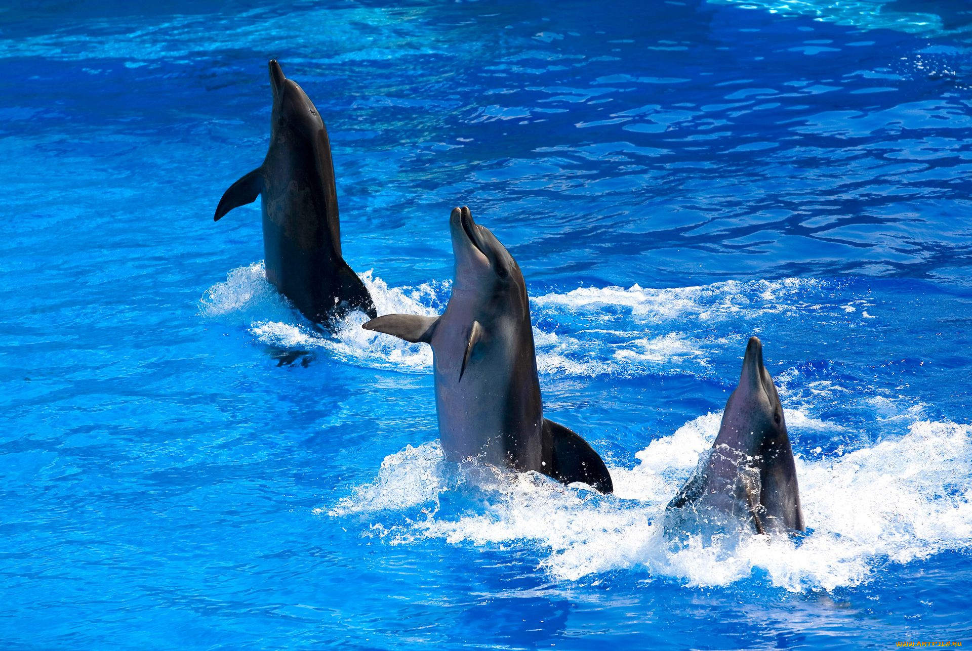 животные, дельфины, дельфинарий