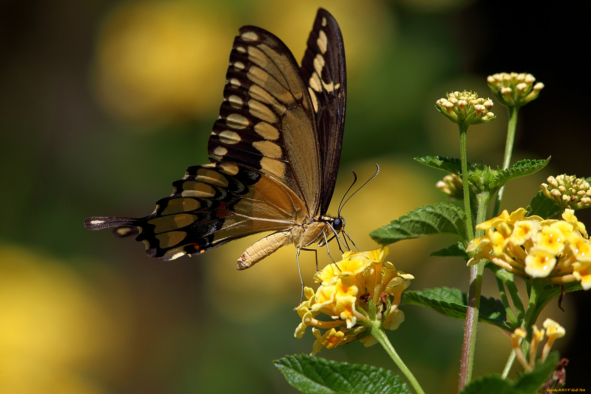 животные, бабочки, жёлтые, цветы, махаон, бабочка