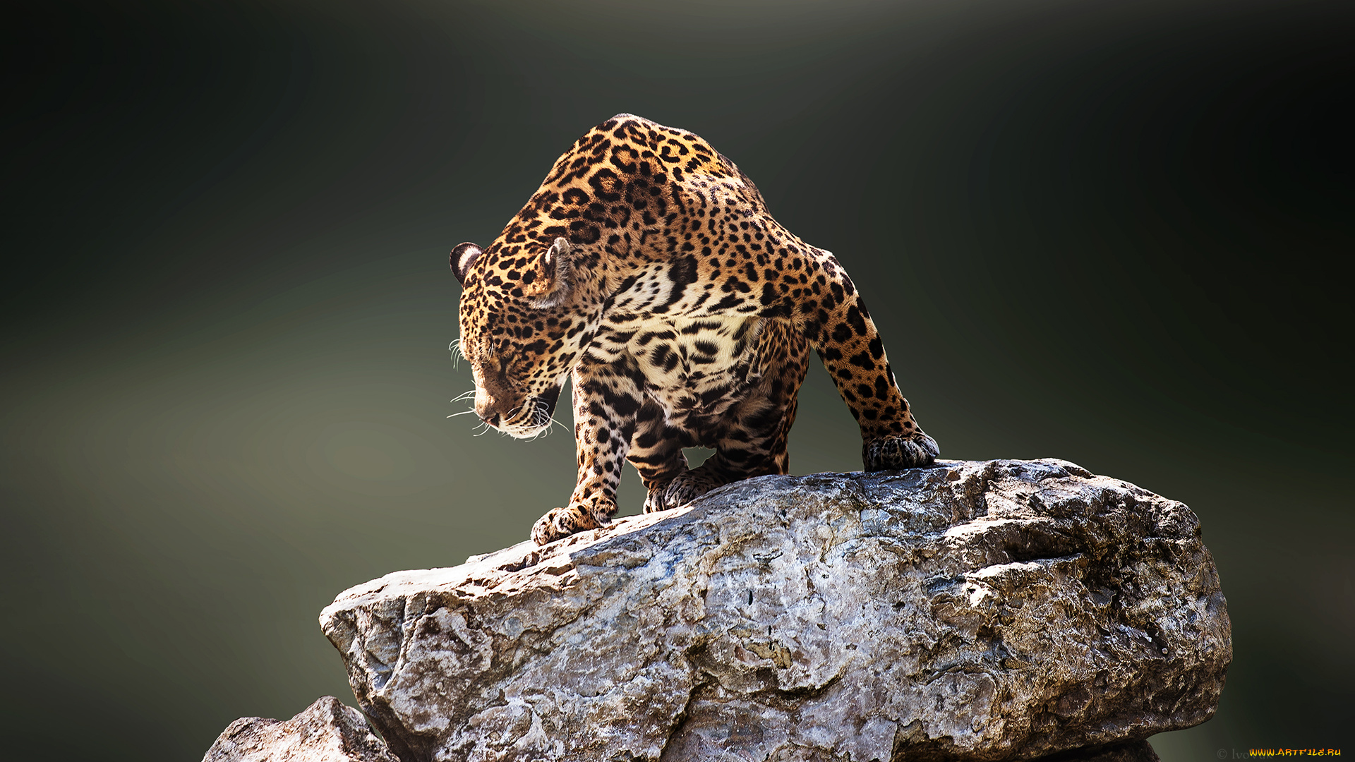 jaguar, животные, Ягуары, хищник