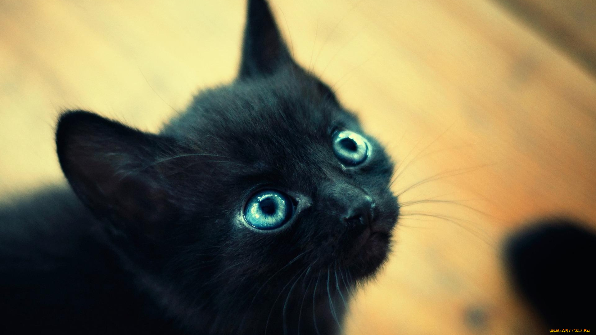 животные, коты, взгляд, черный, котенок