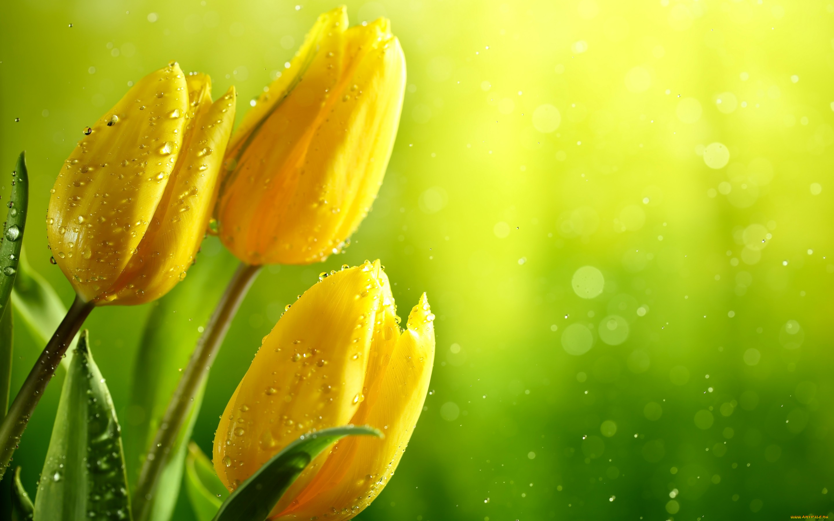 цветы, тюльпаны, боке, блики, зелень, бутоны, фон, капли, вода, листья, желтые, мокрые