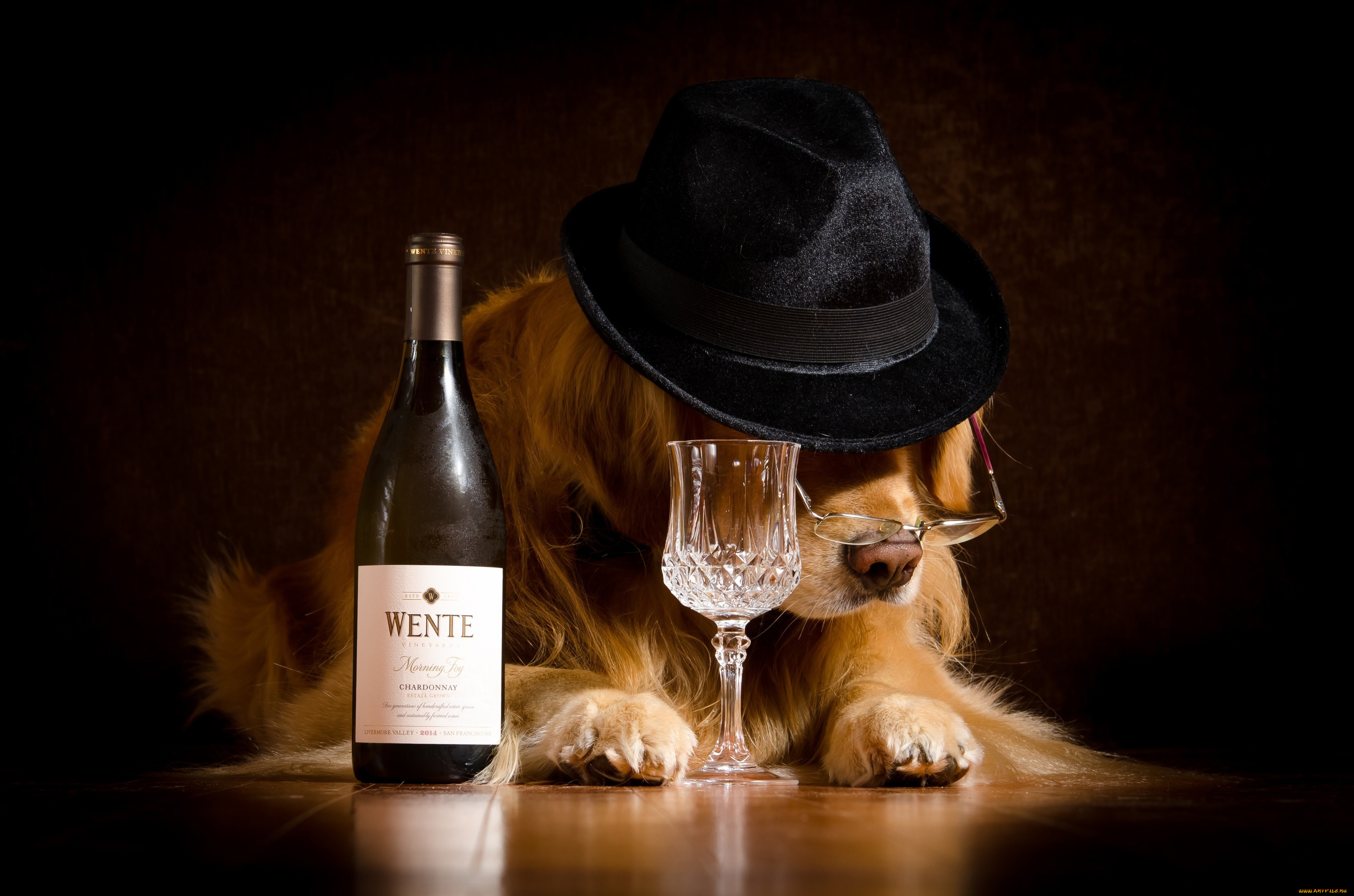 юмор, и, приколы, собака, очки, шляпа, бутылка, бокал