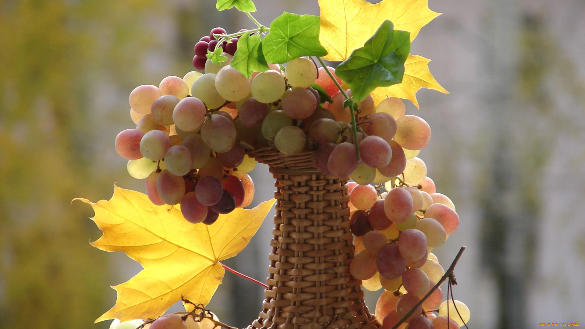 еда, виноград, осень, клен, листья, ягоды