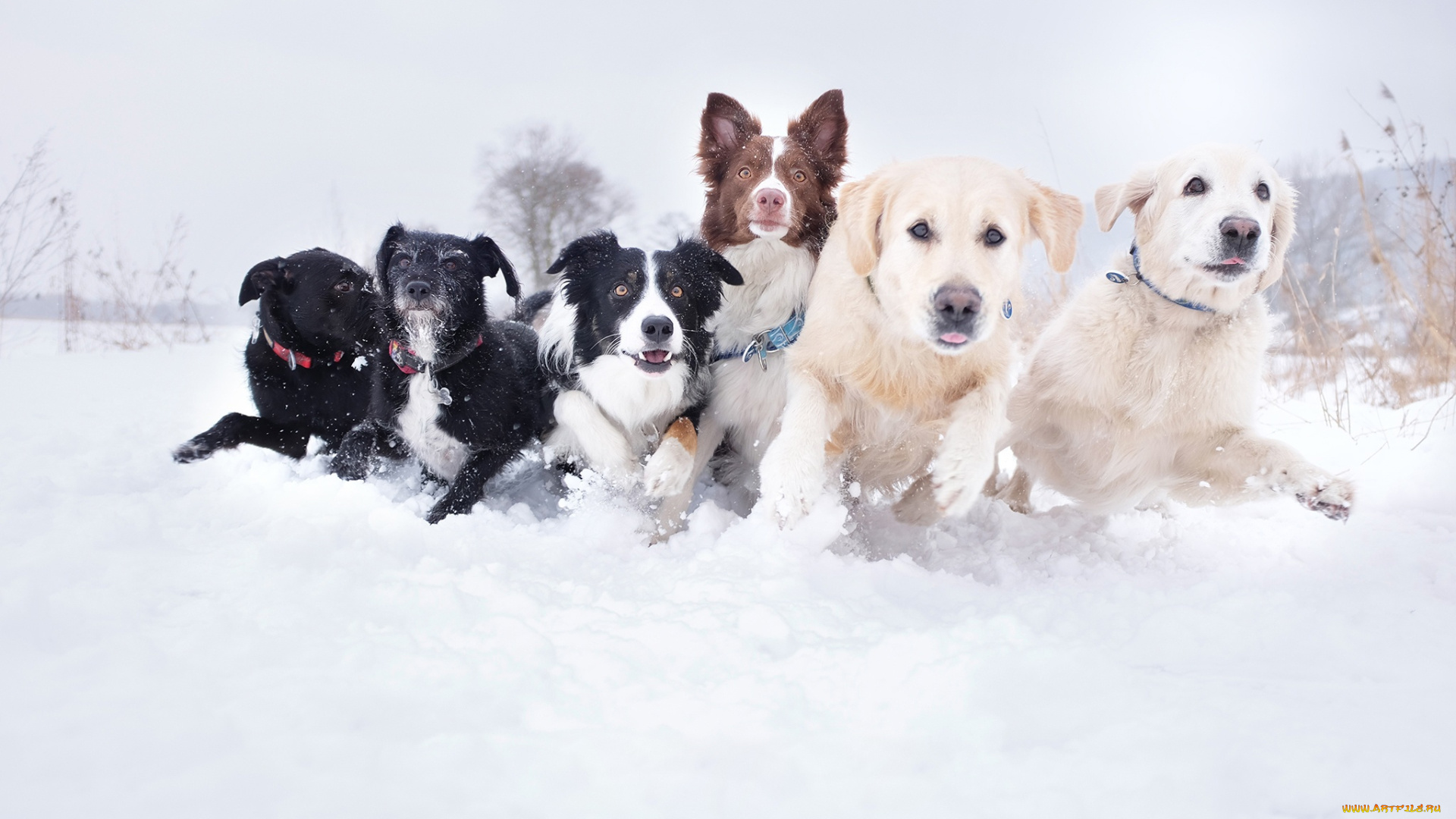 животные, собаки, свора, порода, разные, морды, сугроб, снег, бег