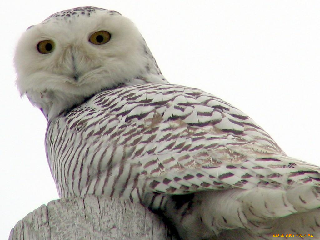 snowy, owl, up, close, and, personal, животные, совы