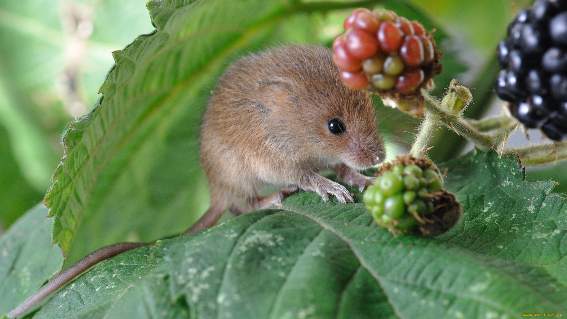 животные, крысы, мыши, листья, ягоды, мышка, полевка