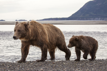 обоя животные, медведи, hallo, bay, bear, camp, katmai, national, park, alaska, национальный, парк, катмай, аляска, бурые, медведица, медвежонок