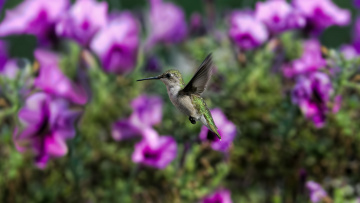 Картинка животные колибри цветы