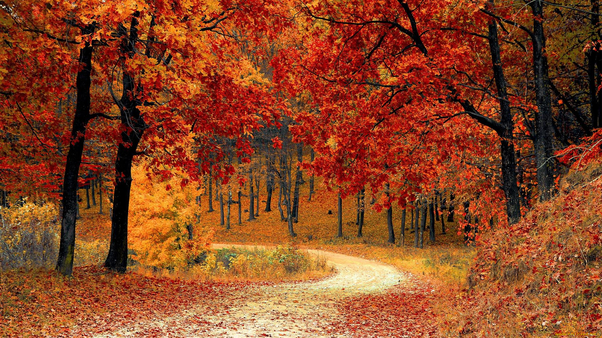 природа, дороги, осенняя, дорожка, осень, лес, дорога, листопад