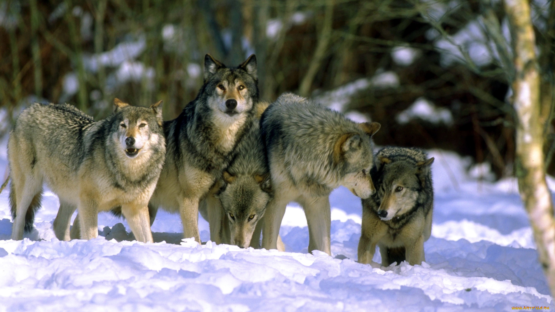 животные, волки, , койоты, , шакалы, лес, зима, снег, стая