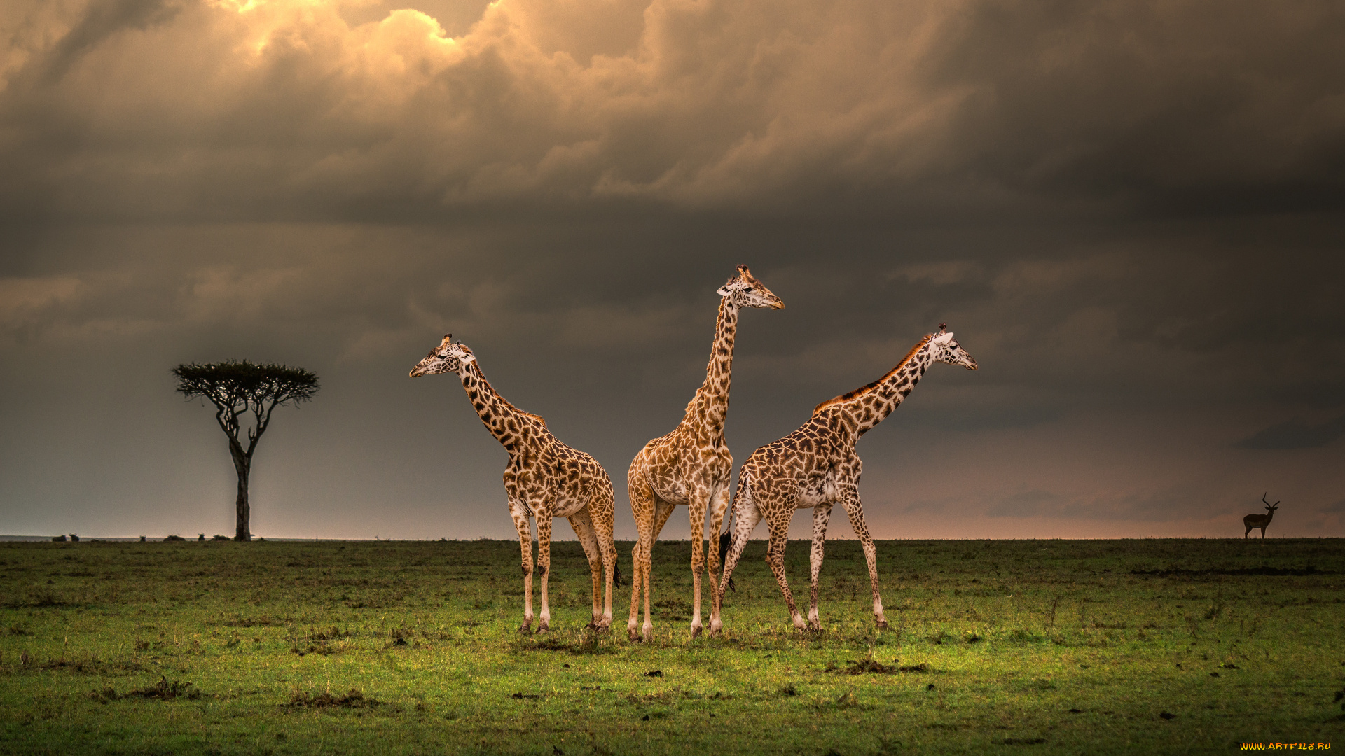 животные, жирафы, три, вечер, савана, млекопитающие, парнокопытные, жирафовые, шея, африка