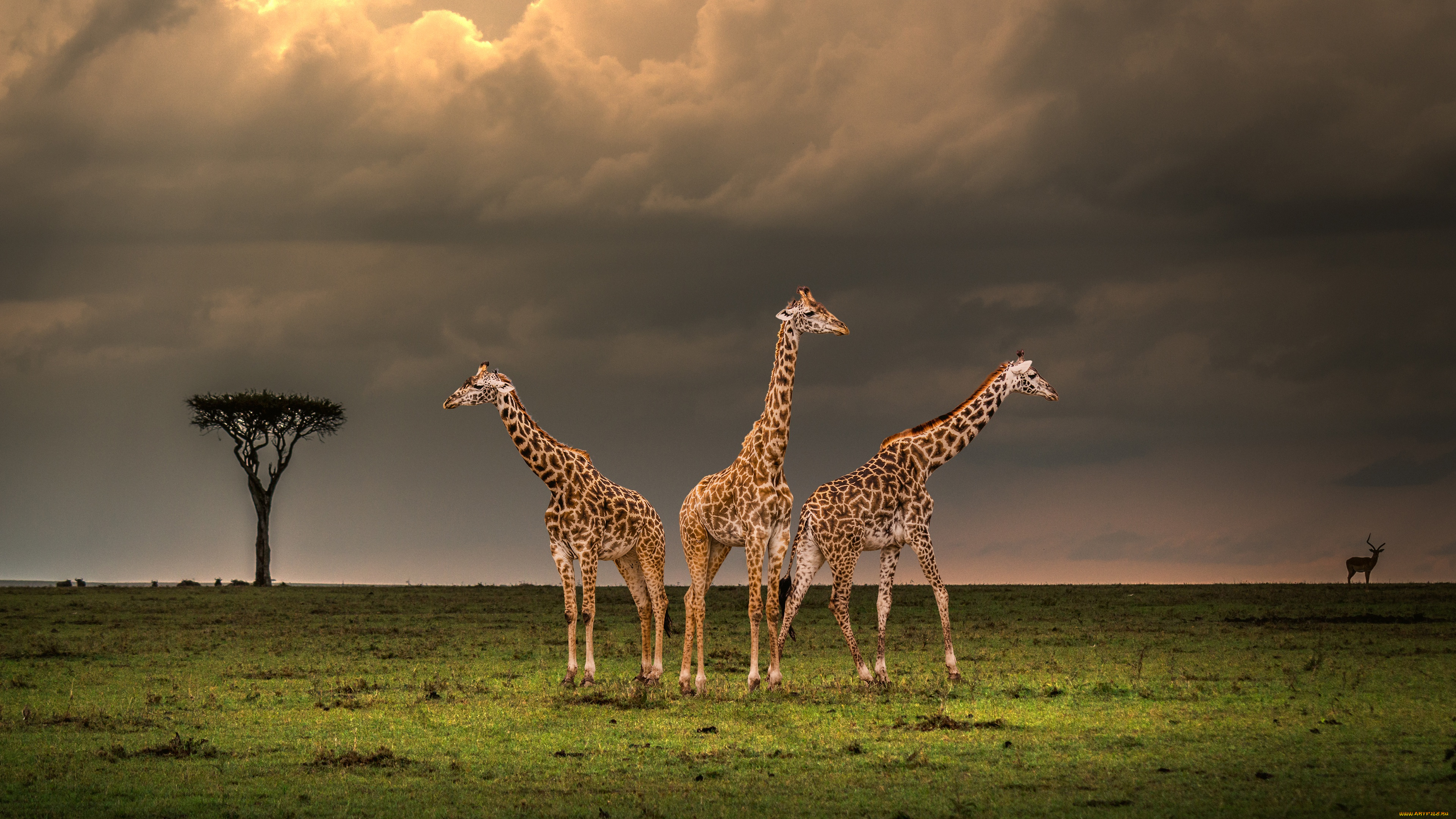 животные, жирафы, три, вечер, савана, млекопитающие, парнокопытные, жирафовые, шея, африка