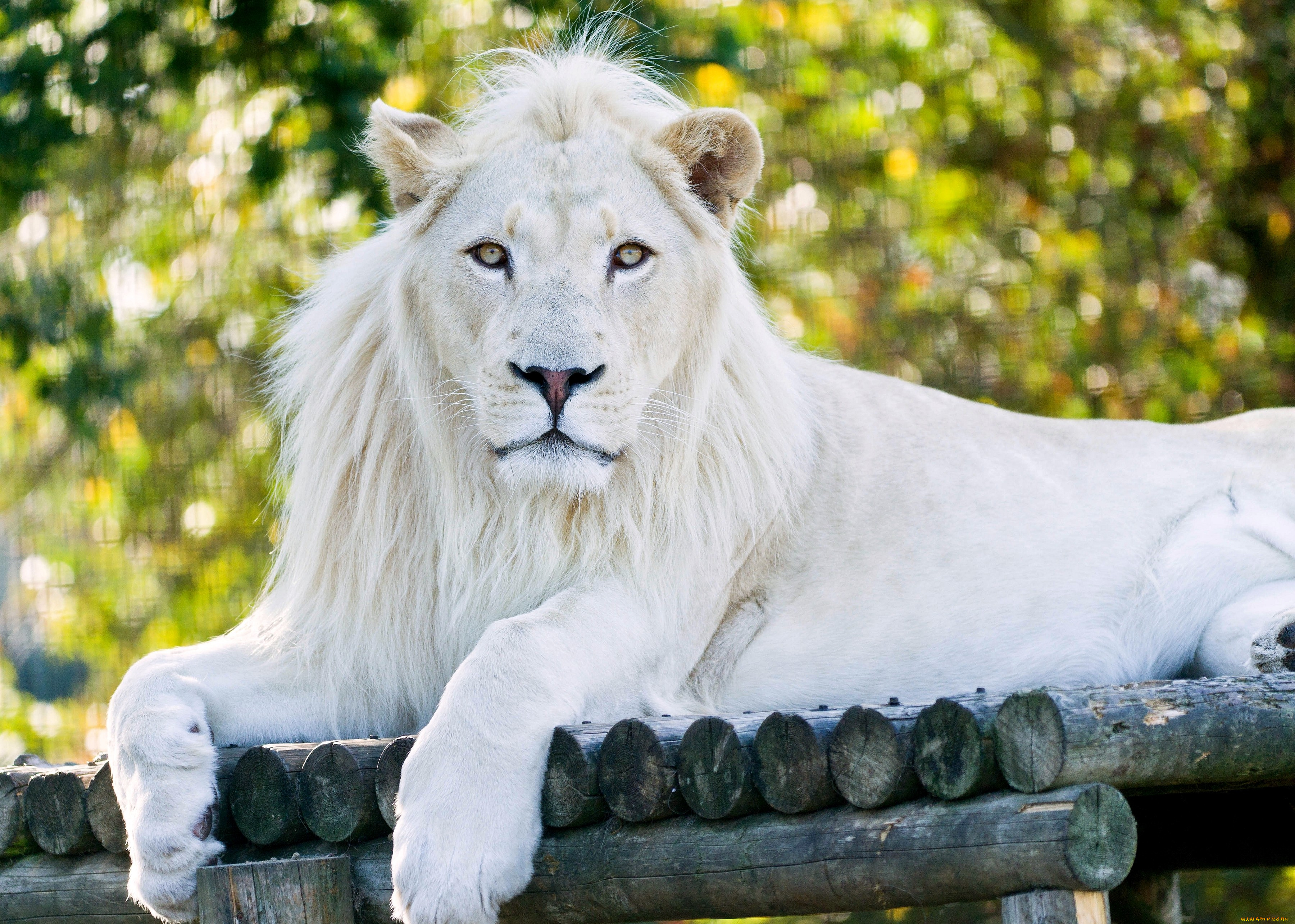 животные, львы, хищник, отдых, белый