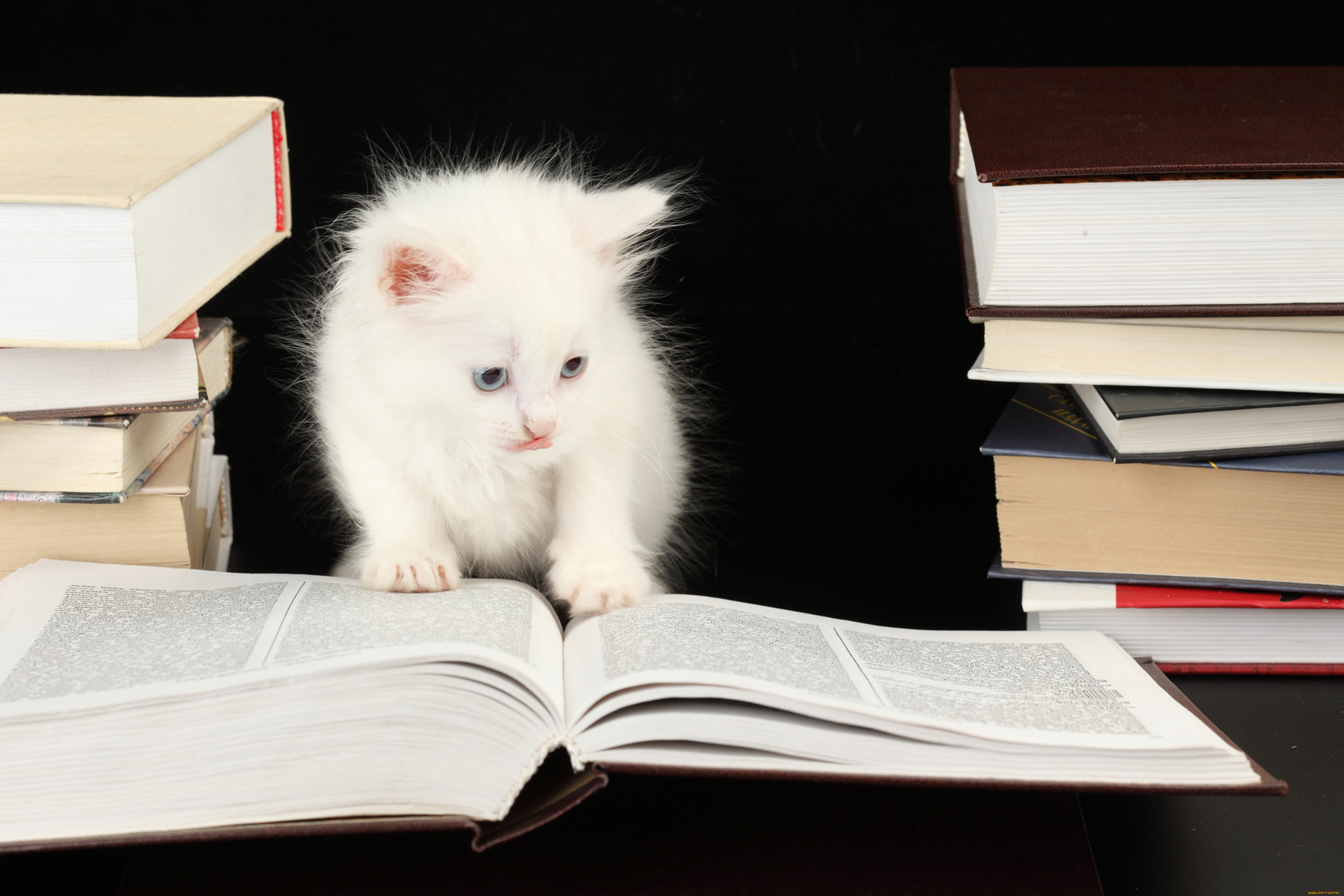 животные, коты, котёнок, книга, кошка, кот