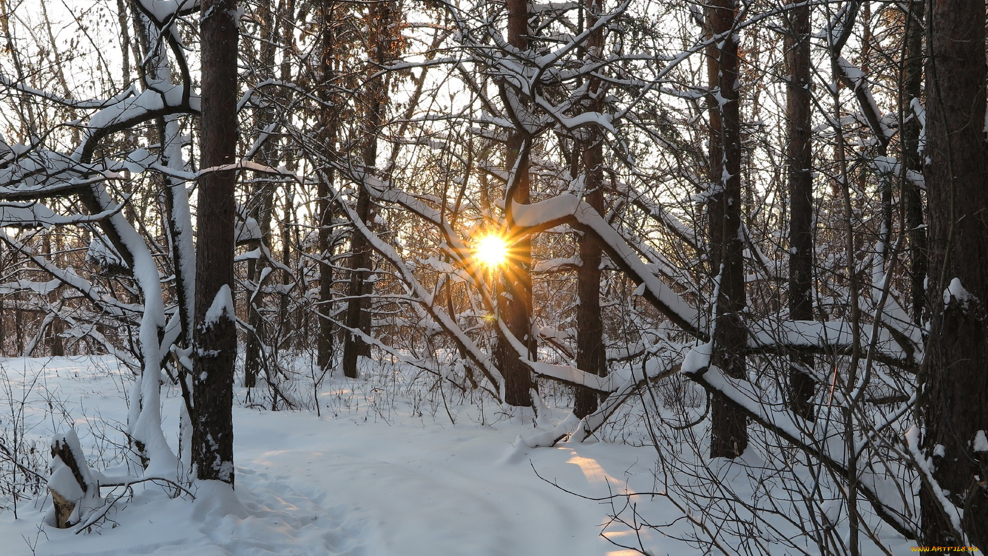 природа, зима, деревья, снег, лучи