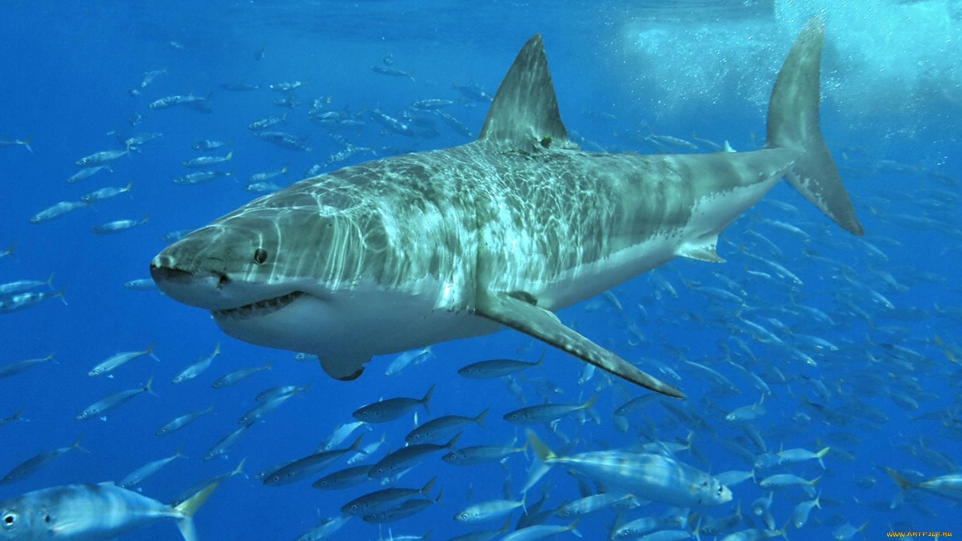 животные, акулы, челюсти, хищник, рыба, вода, охота, акула, shark