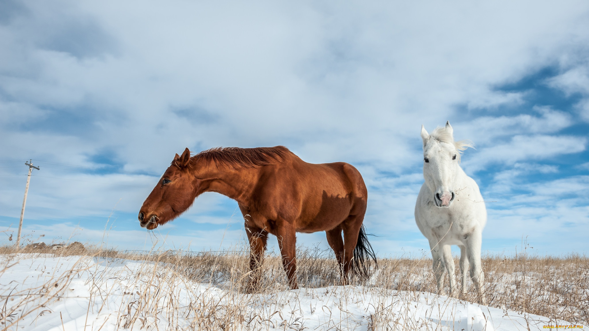 животные, лошади, снег