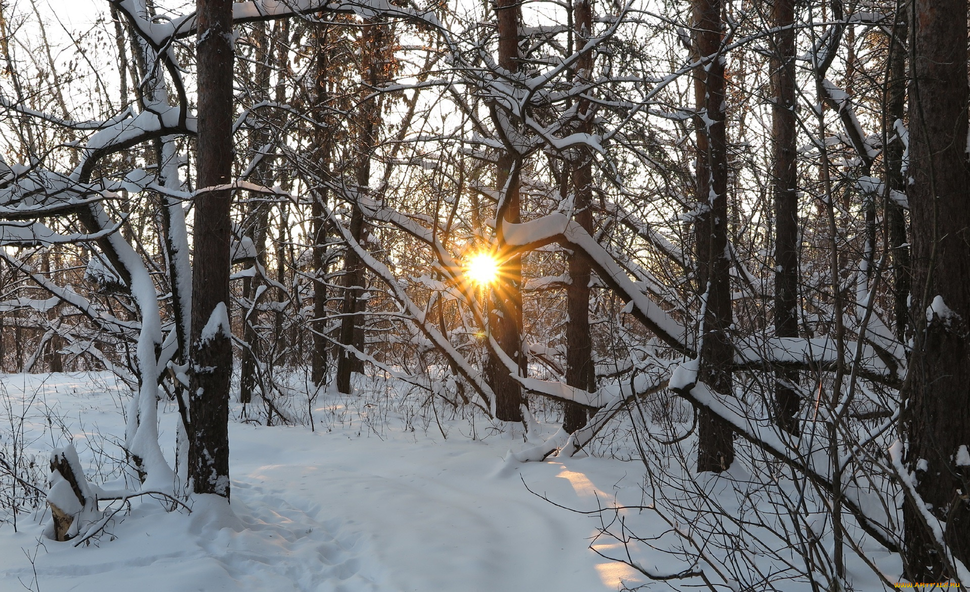 природа, зима, деревья, снег, лучи