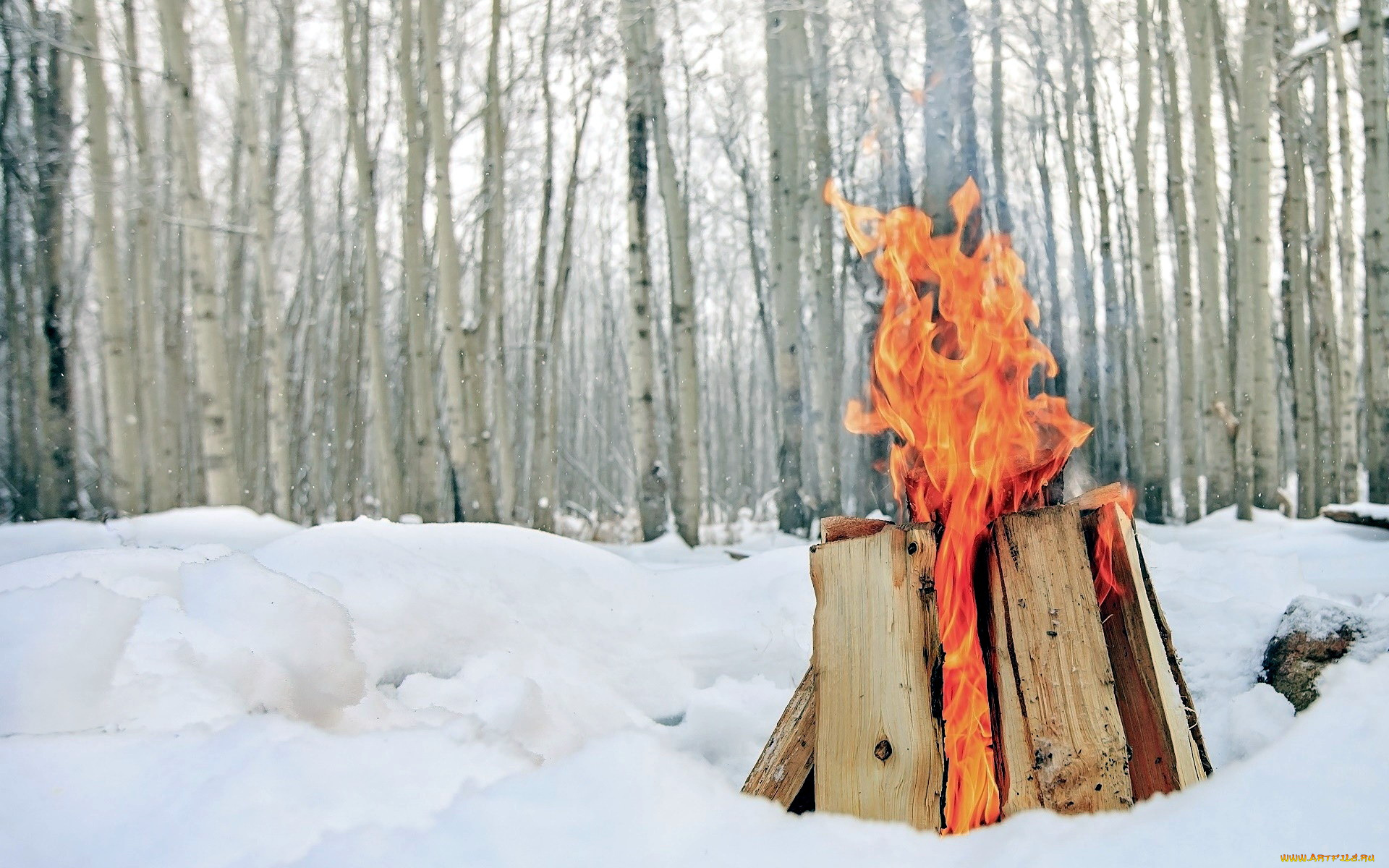 природа, огонь, снег, костер, пламя