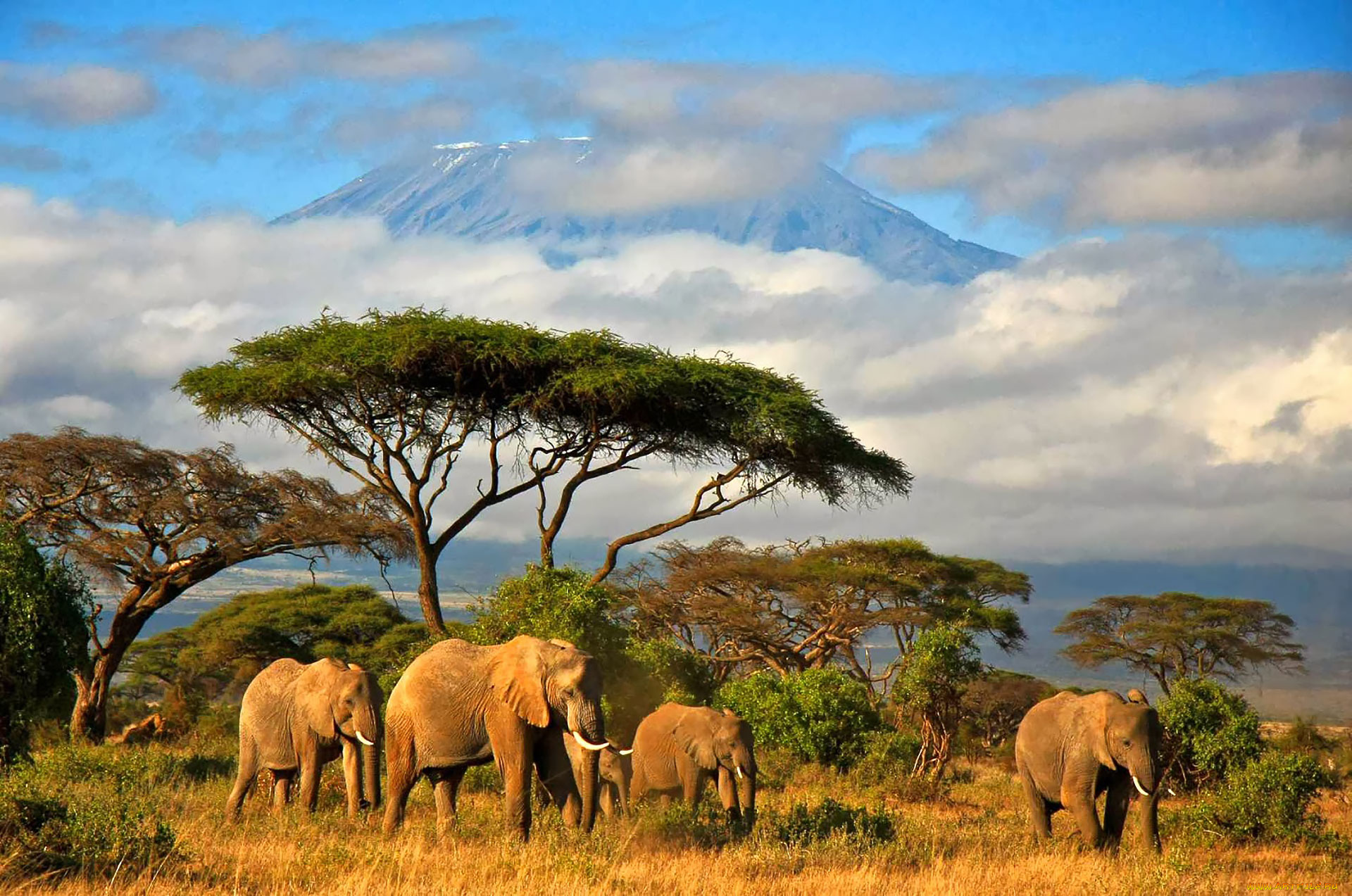 слоны, животные, африка