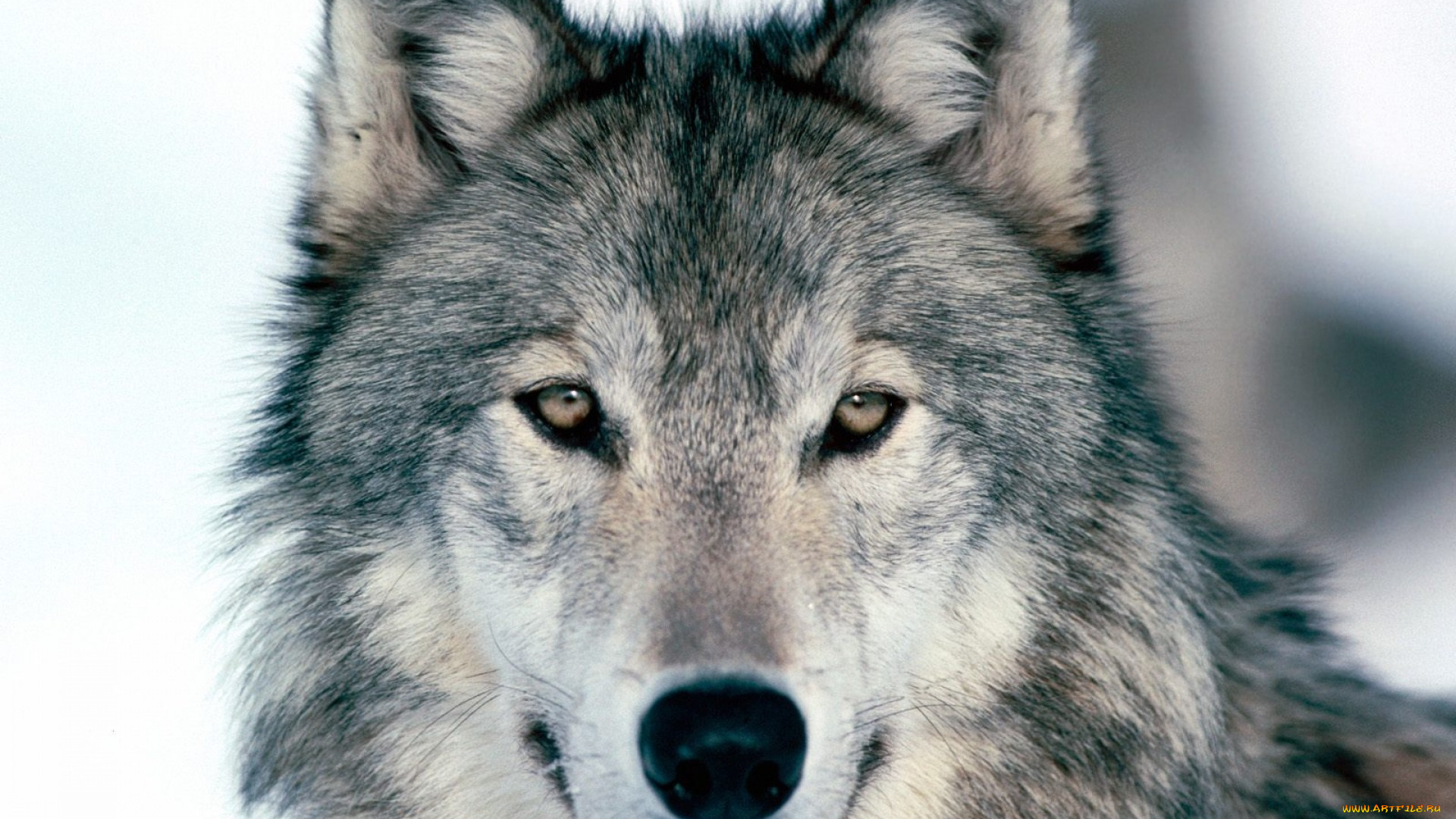 животные, волки, , койоты, , шакалы, серый, волк, голова