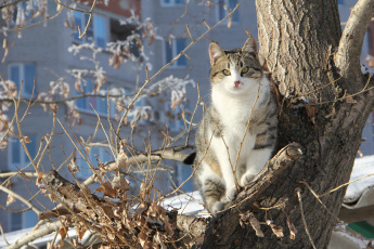 Картинка животные коты дерево коте кошка кот полосатый ветки