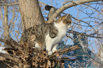 Картинка животные коты коте полосатый ветки дерево кошка кот