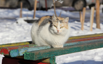 Картинка животные коты лавочка кошка кот зима коте киса
